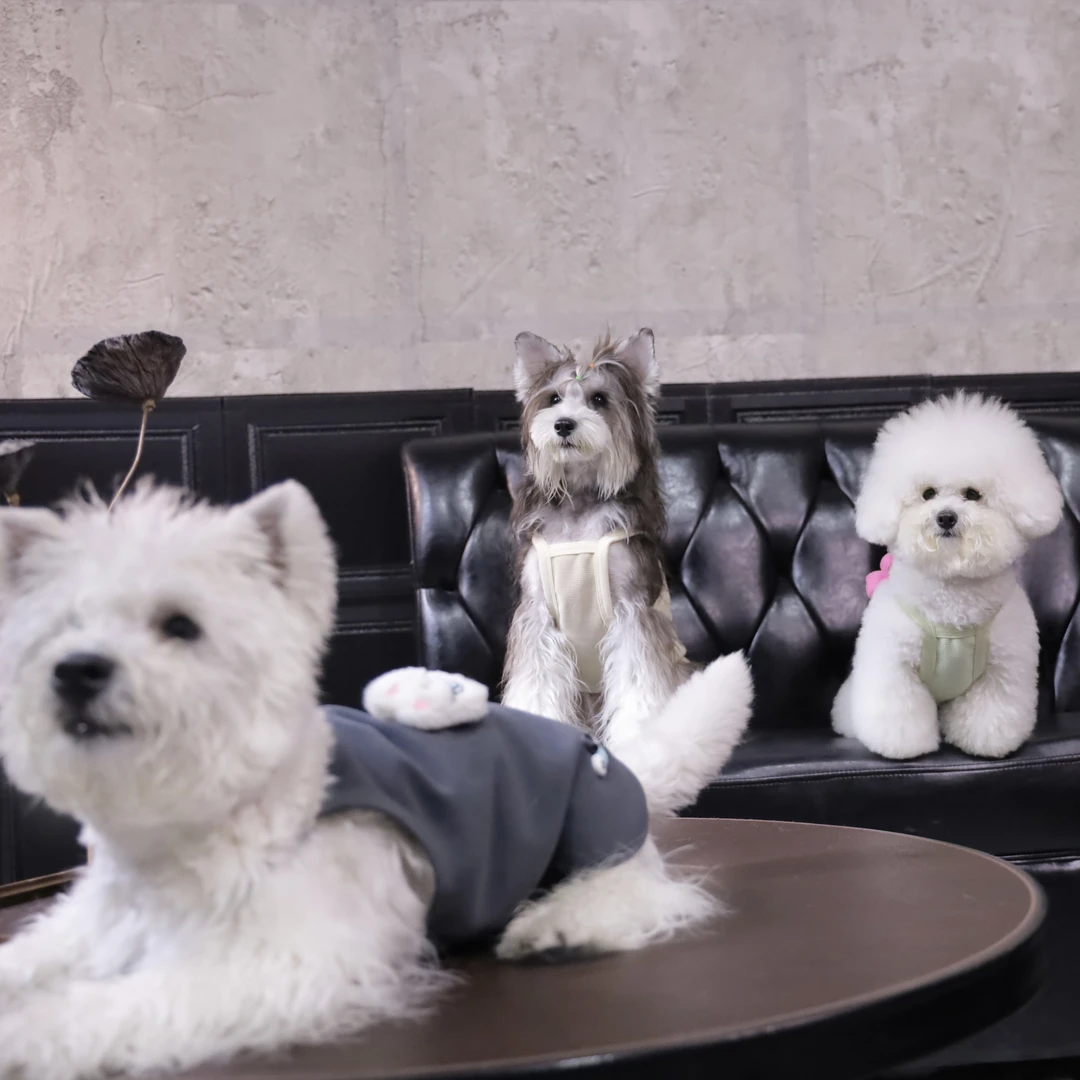 Fur春款护肚衣猫衣服中小犬猫咪吊带狗狗背心蝴蝶结卡皮巴拉黄油