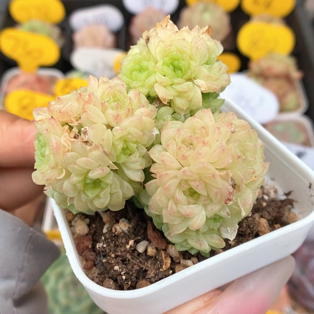 朵朵麦秆群生374号。