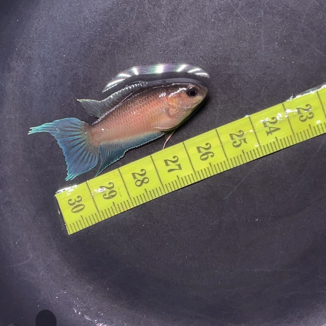 斗鱼直播间斗鱼竞拍链接