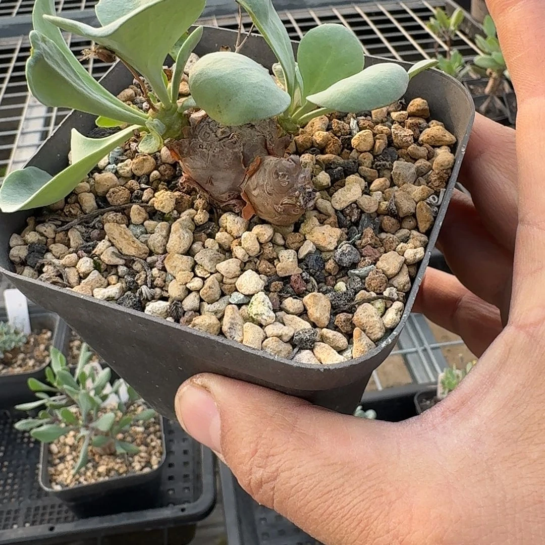 黑鬼殿杂交一个带盆