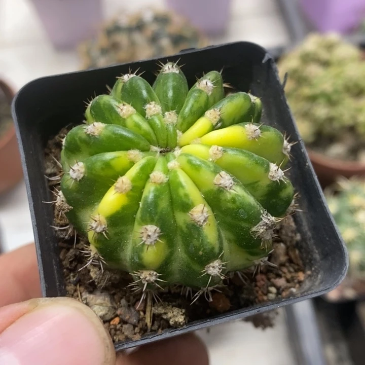 大豪丸锦特价福利