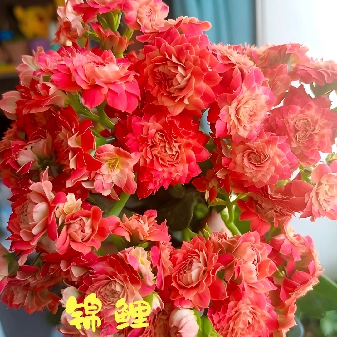 【锦鲤11cm盆】重瓣大花