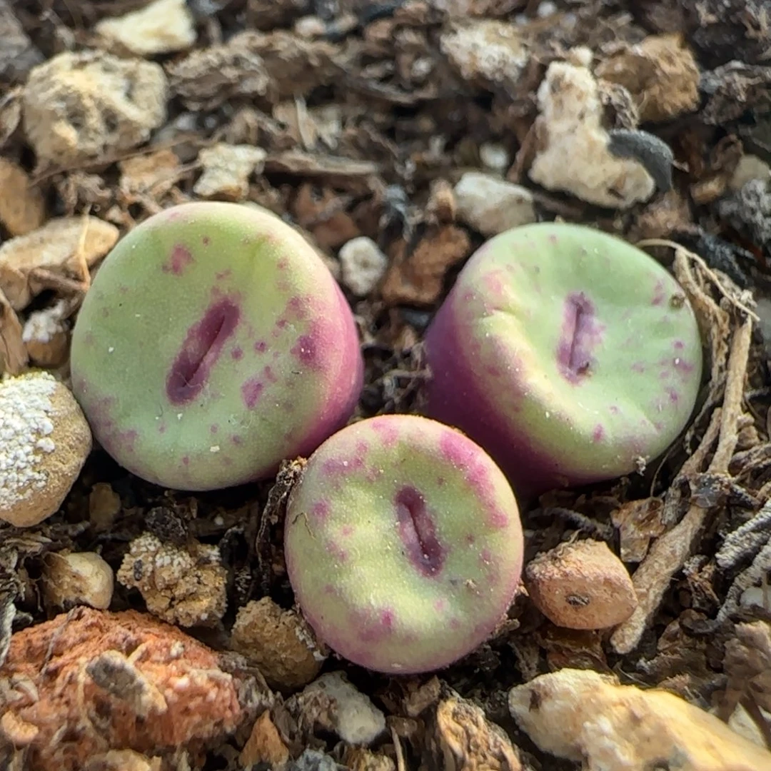 嘟嘟嘴小红嘴群多肉植物