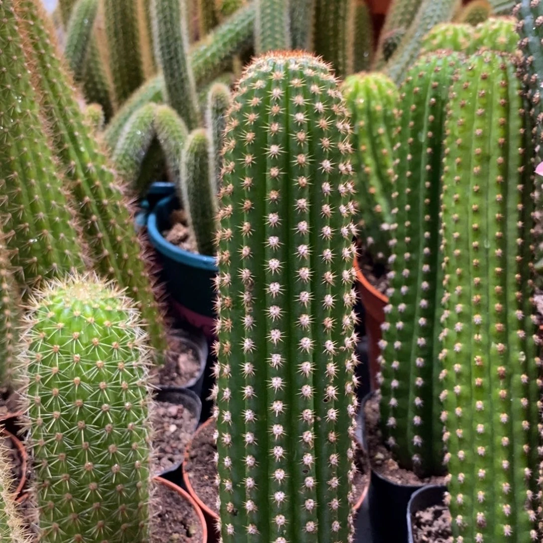 自根紫罗兰金妞高一杯