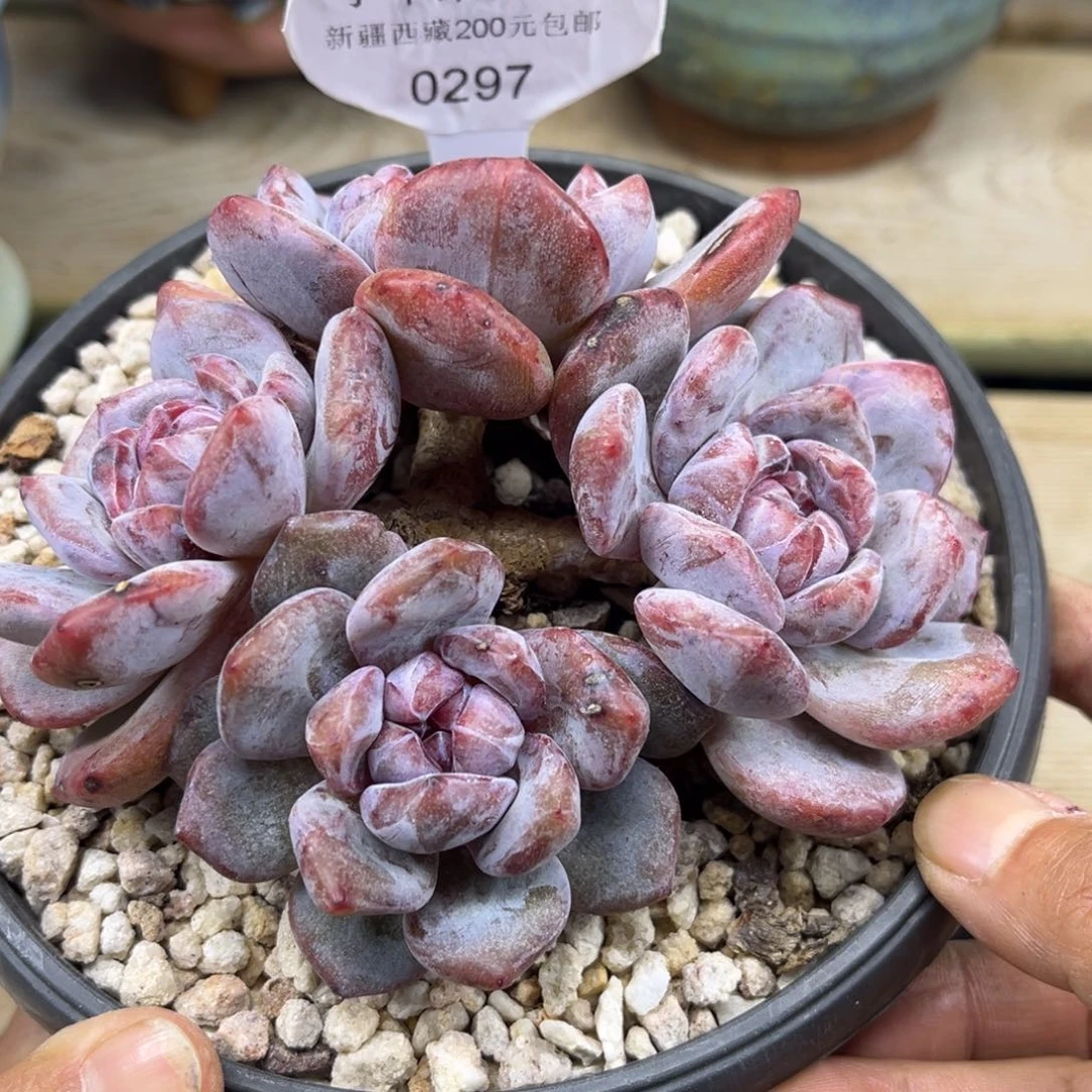 石化297/12cm4头多肉