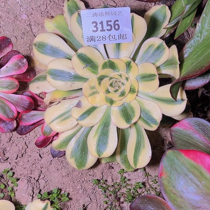 2156王妃君美丽多肉植物