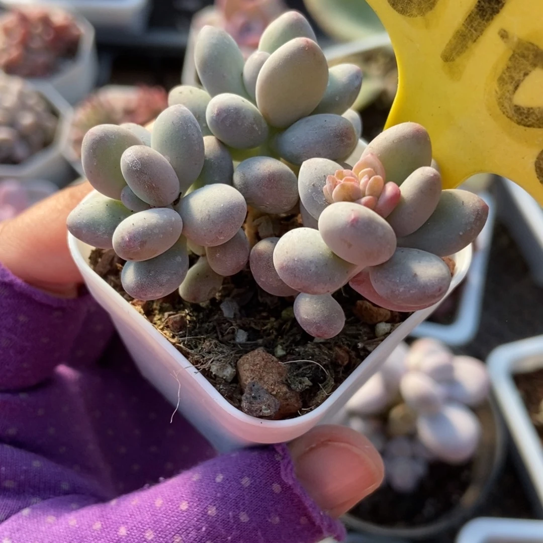 6106苹果奶多肉植物