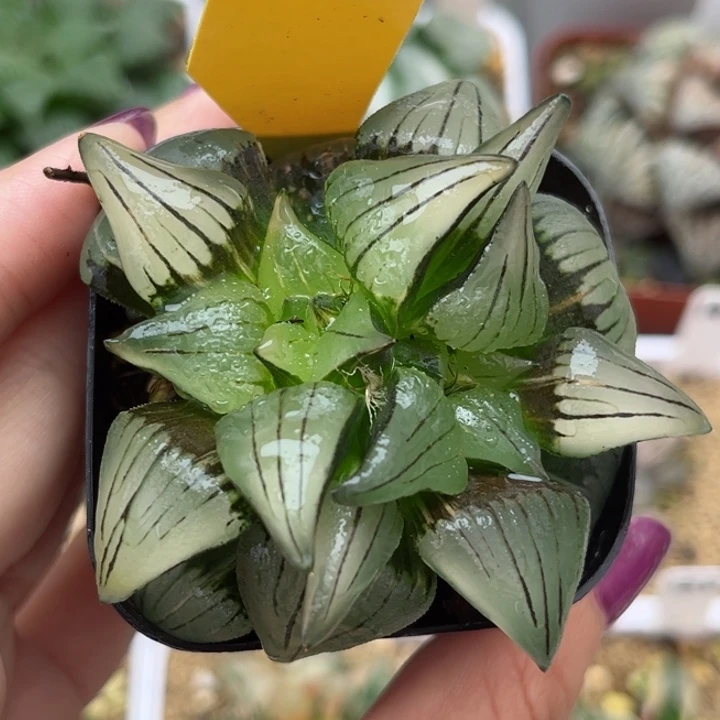 355红纹寿锦哈哈哈哈哈