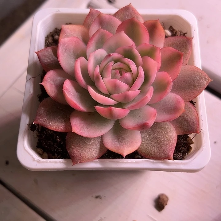 韩水晶锦多肉植物