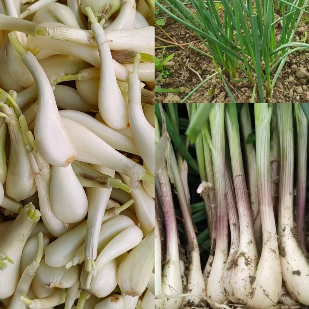 新鲜现挖藠头农家自种教头茭头农家自种茭头