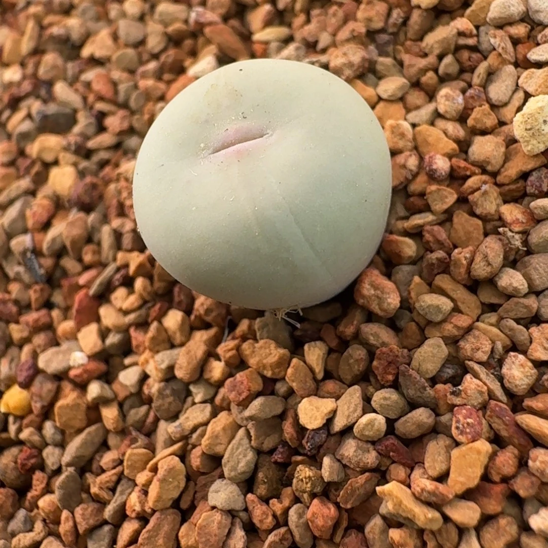 云缦番杏多肉19.11 V嘴 带锦1.2cm