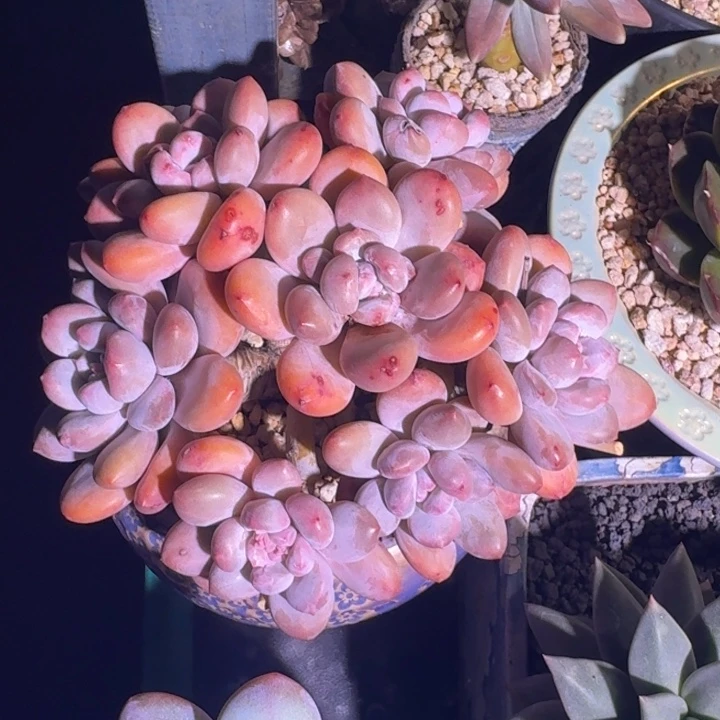 香水 群生 一物一拍