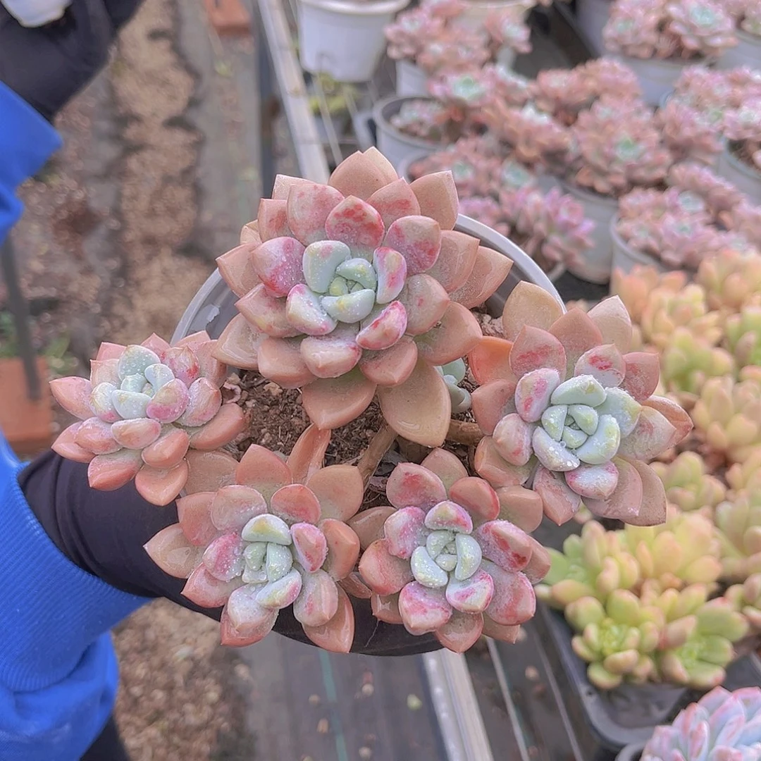 花瓣露15宫宫公分98899999
