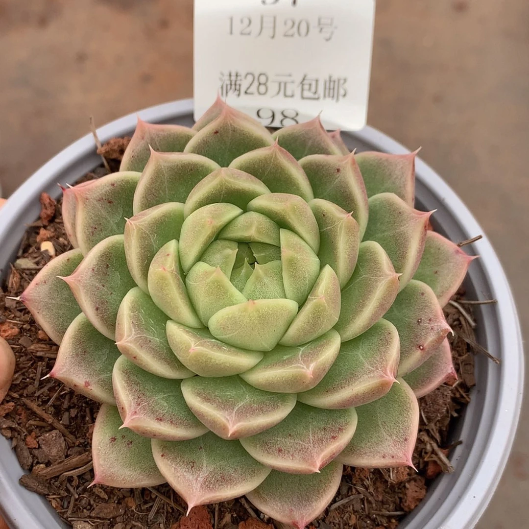 【闪购商品】云98号麦秆