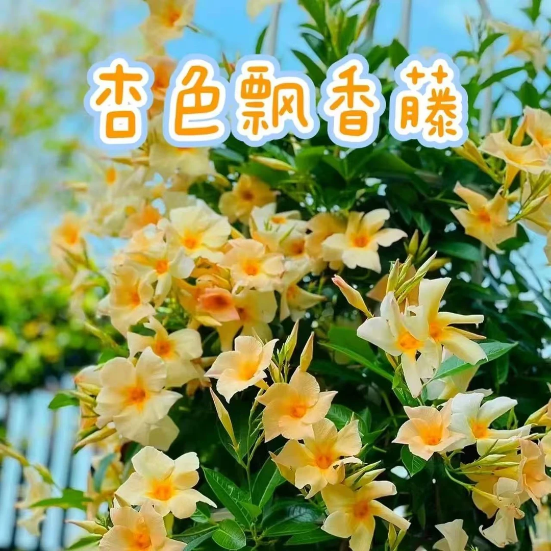 （杏色）万里飘香藤 多季节开花 阳台庭院爬藤新手好养护双喜藤盆栽