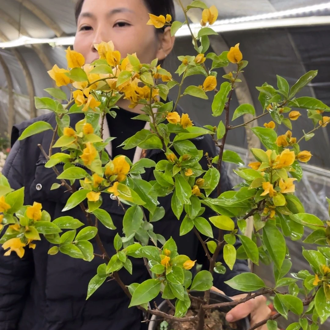完全开放（黄女郎）三角梅会落花落叶苗有大有小