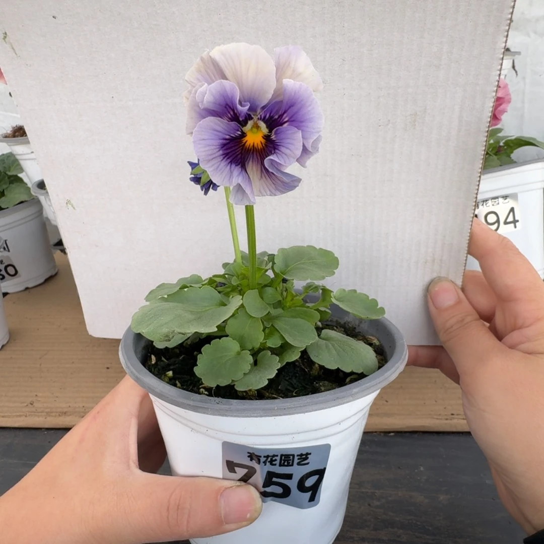 全部花朵759号角堇