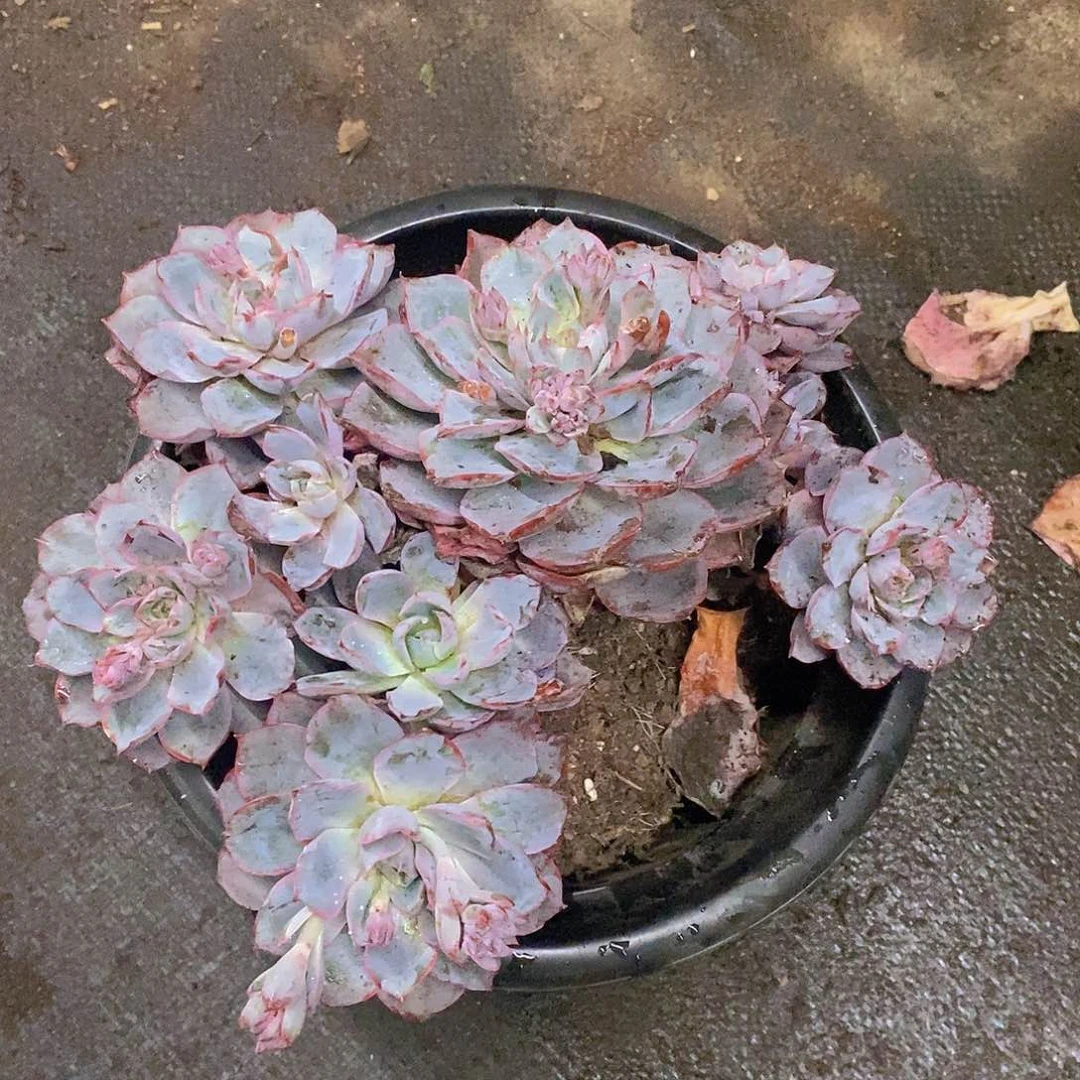 赫拉整桩整群无砍