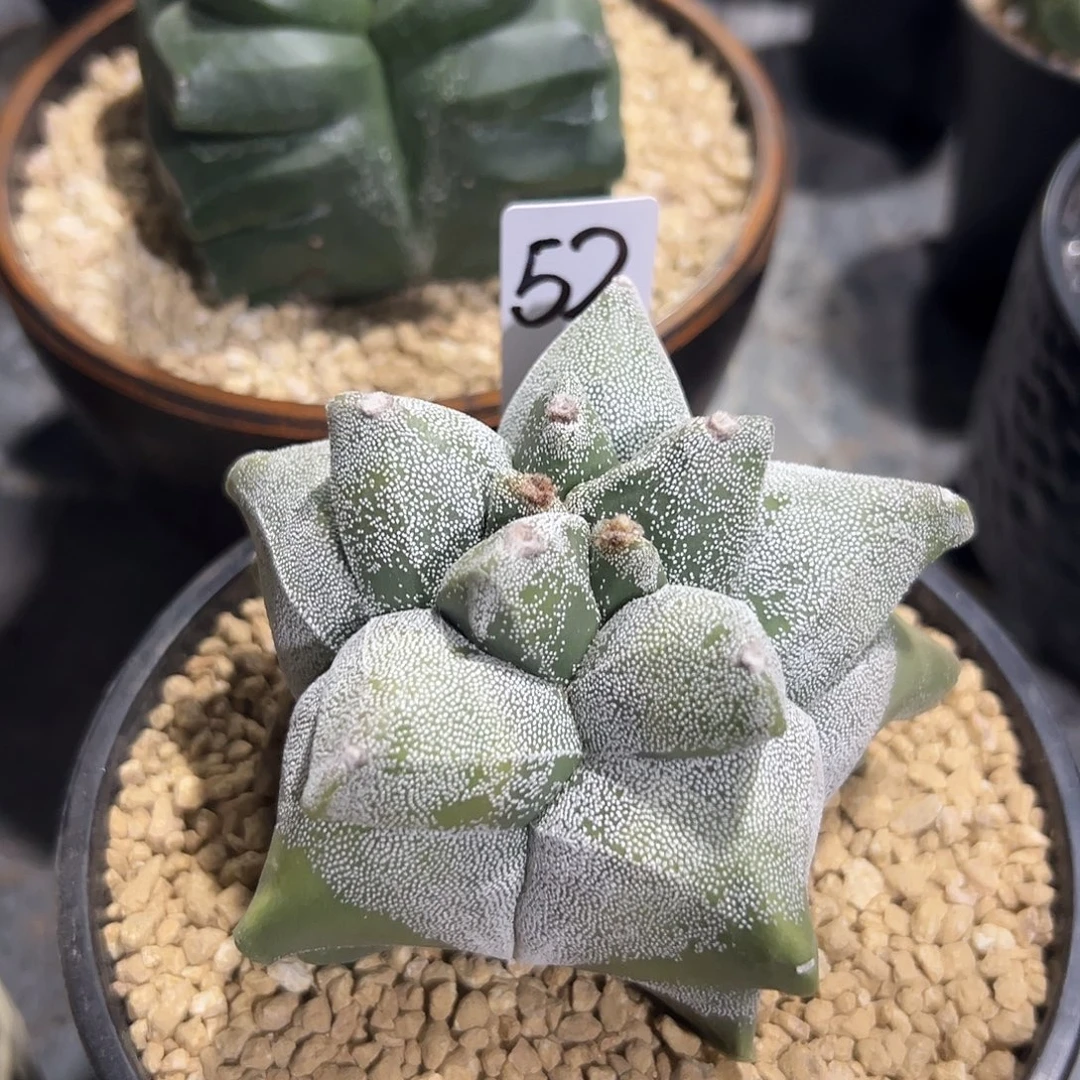 实生根黄体角尤鸾凤玉