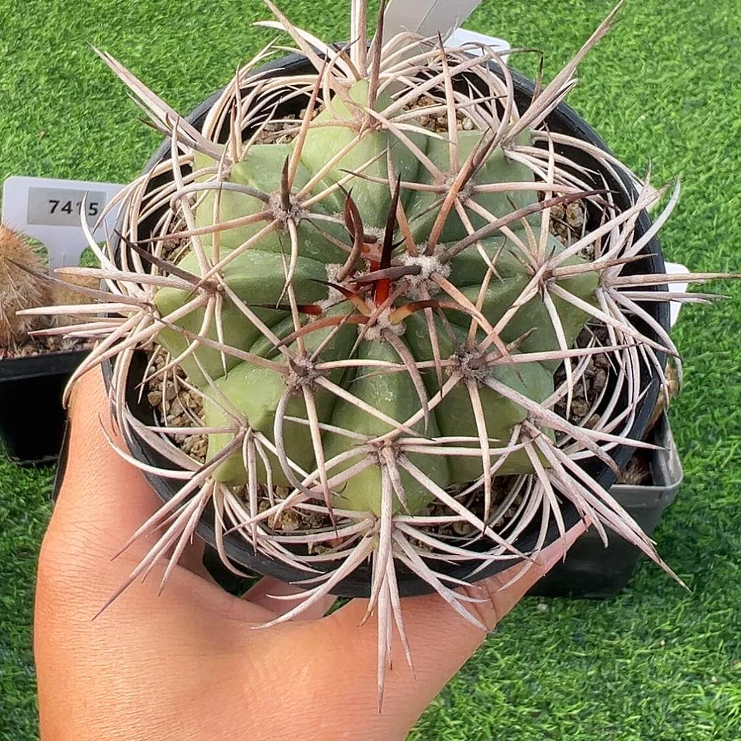 7753 豪云实生裸根发货