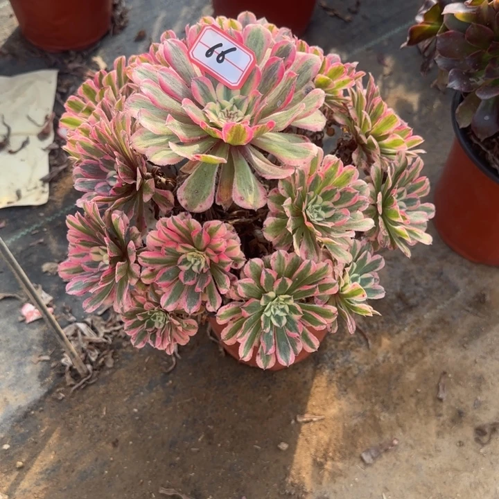 66粉同有断肢处理不包售后