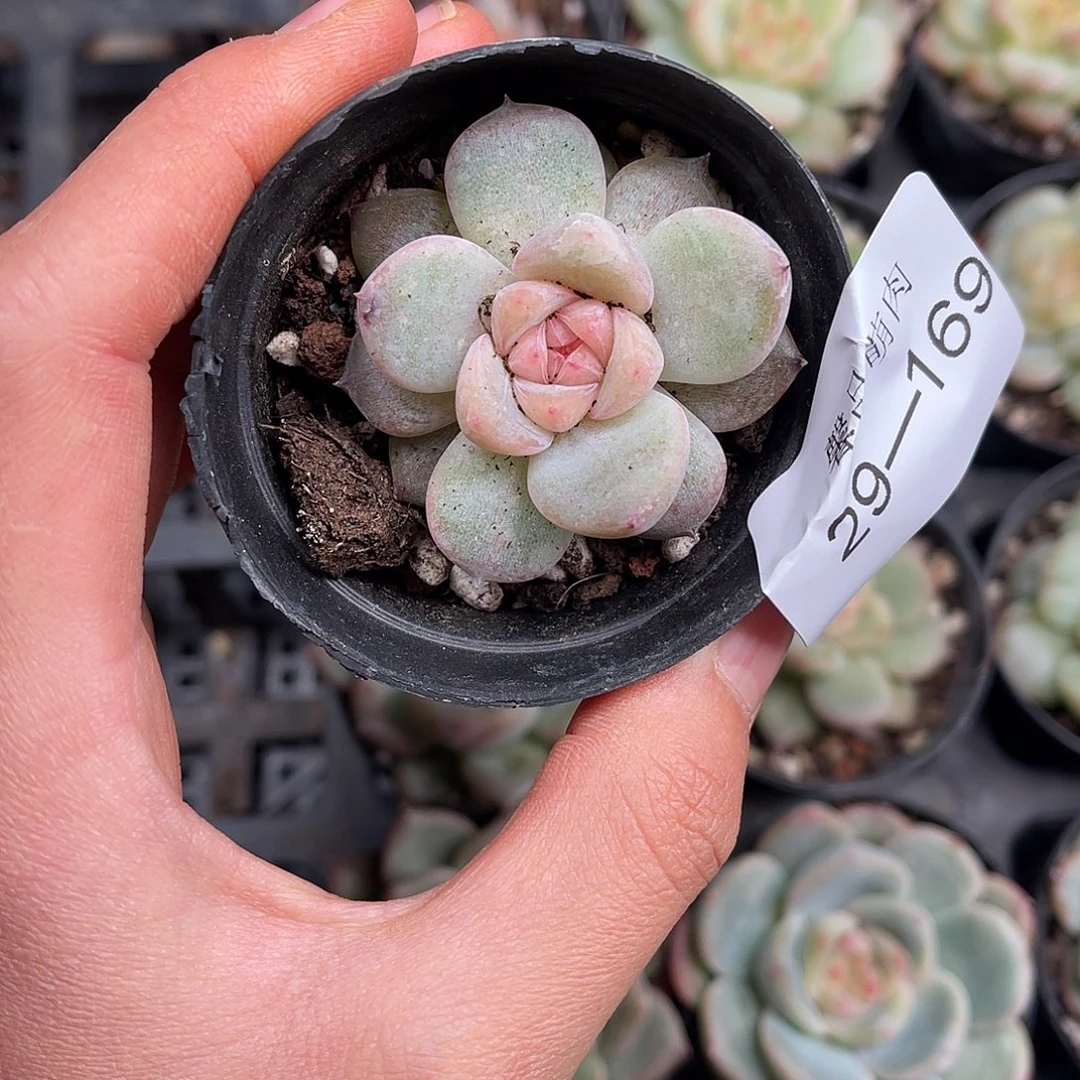 多肉一物一拍29-169