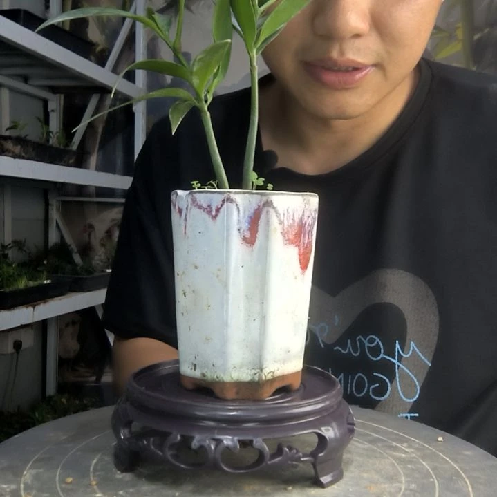 雾*?中青园艺一物一拍144