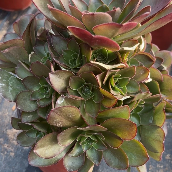 魅金玫瑰量拍一颗