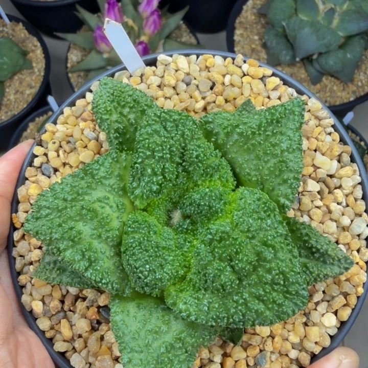 肥厚揪叶超级哥斯拉