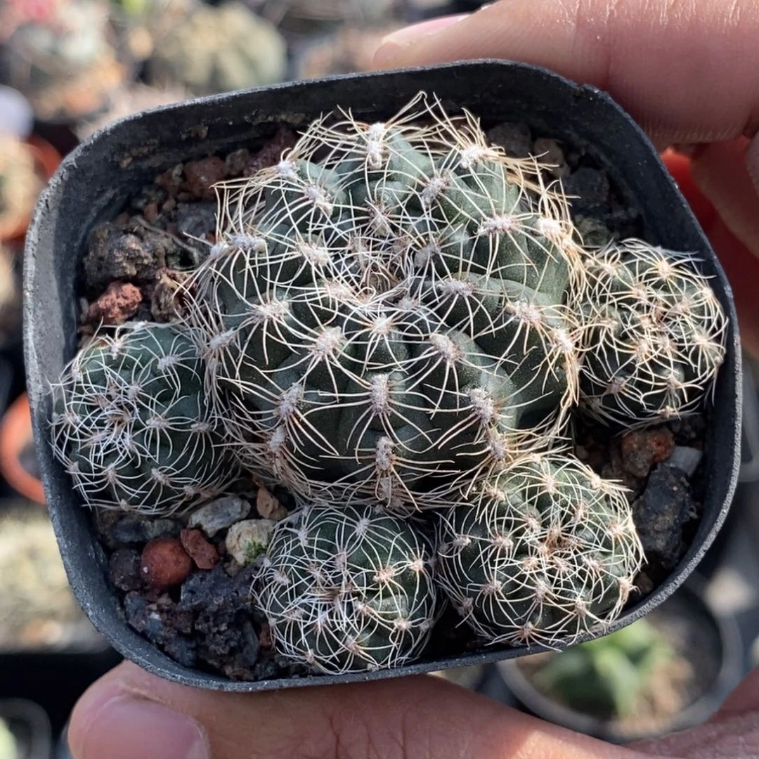 植播园艺樱花罗星