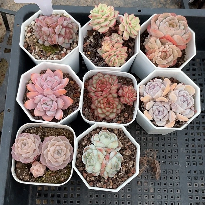 薇薇安园艺多肉012