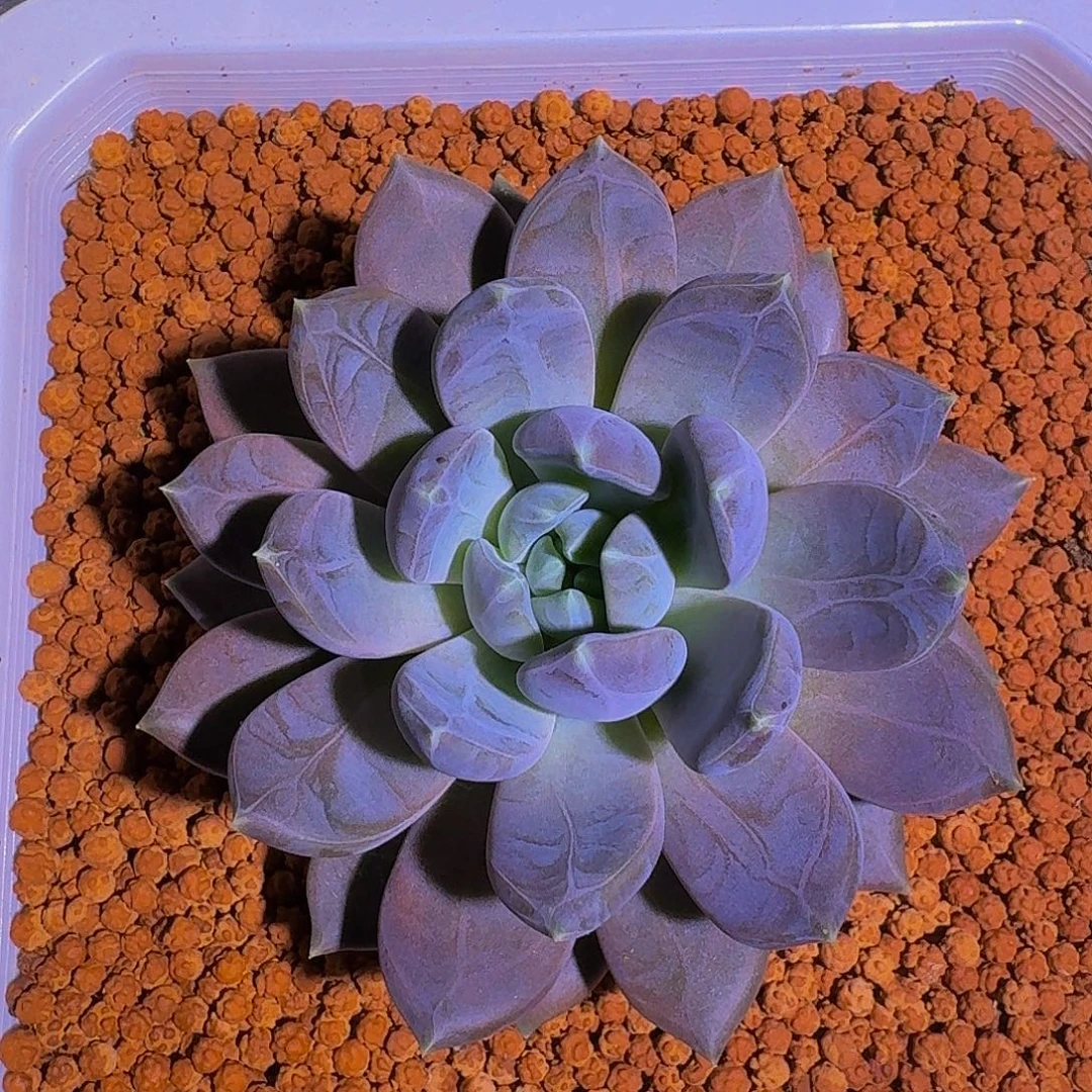 邀月 单头 14cm 一物一拍