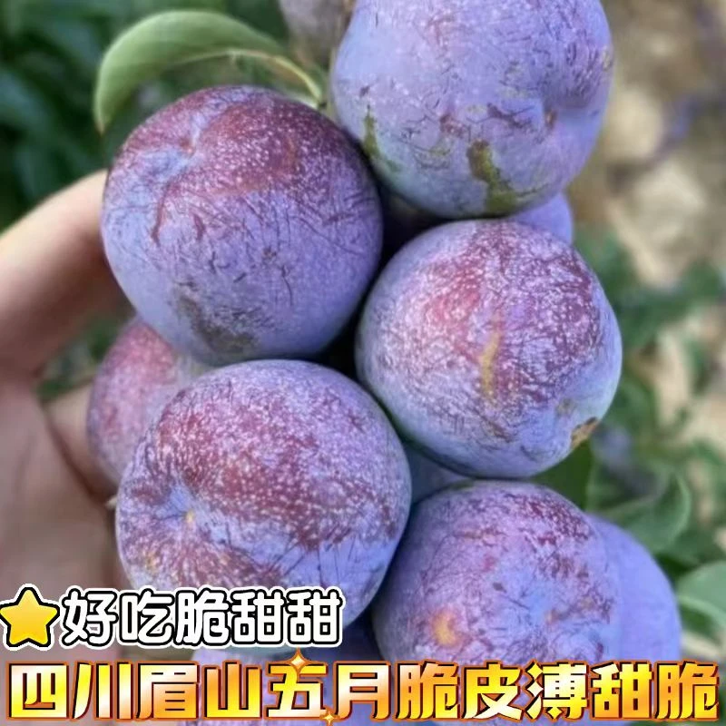 【五月脆脱骨李】【8分甜2分酸】脱骨李五月脆新鲜水果脆甜脱骨半