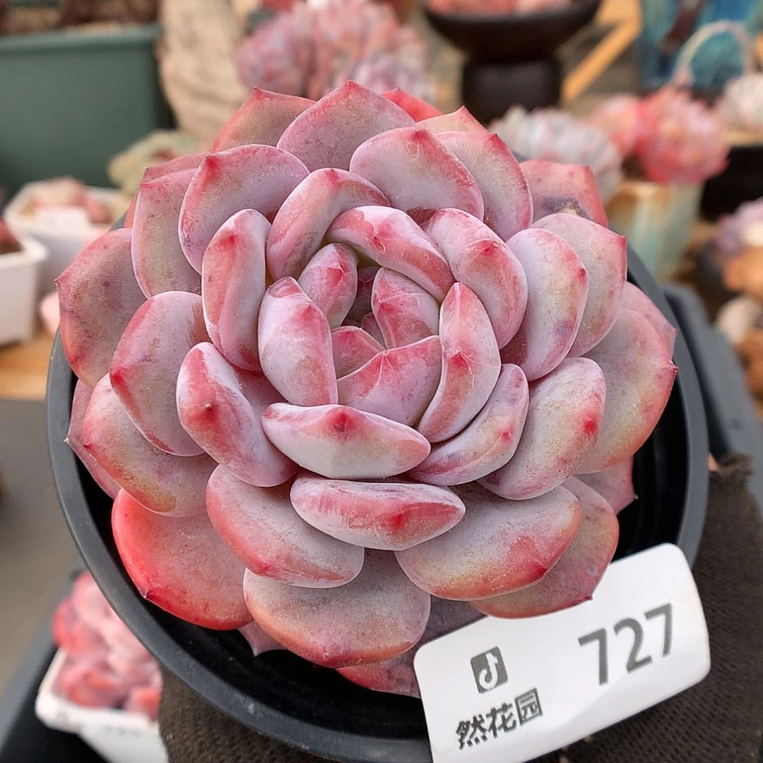 727星影多肉植物6363