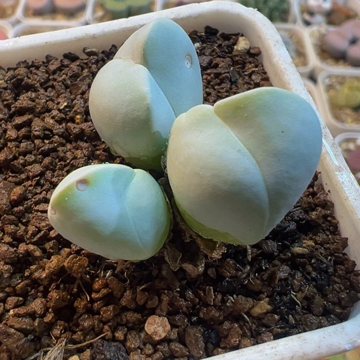 752多肉植物种类多样