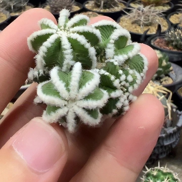 完全开放苗接辛顿花龙(可帮忙出根)