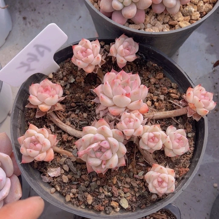 健健康康平平安安