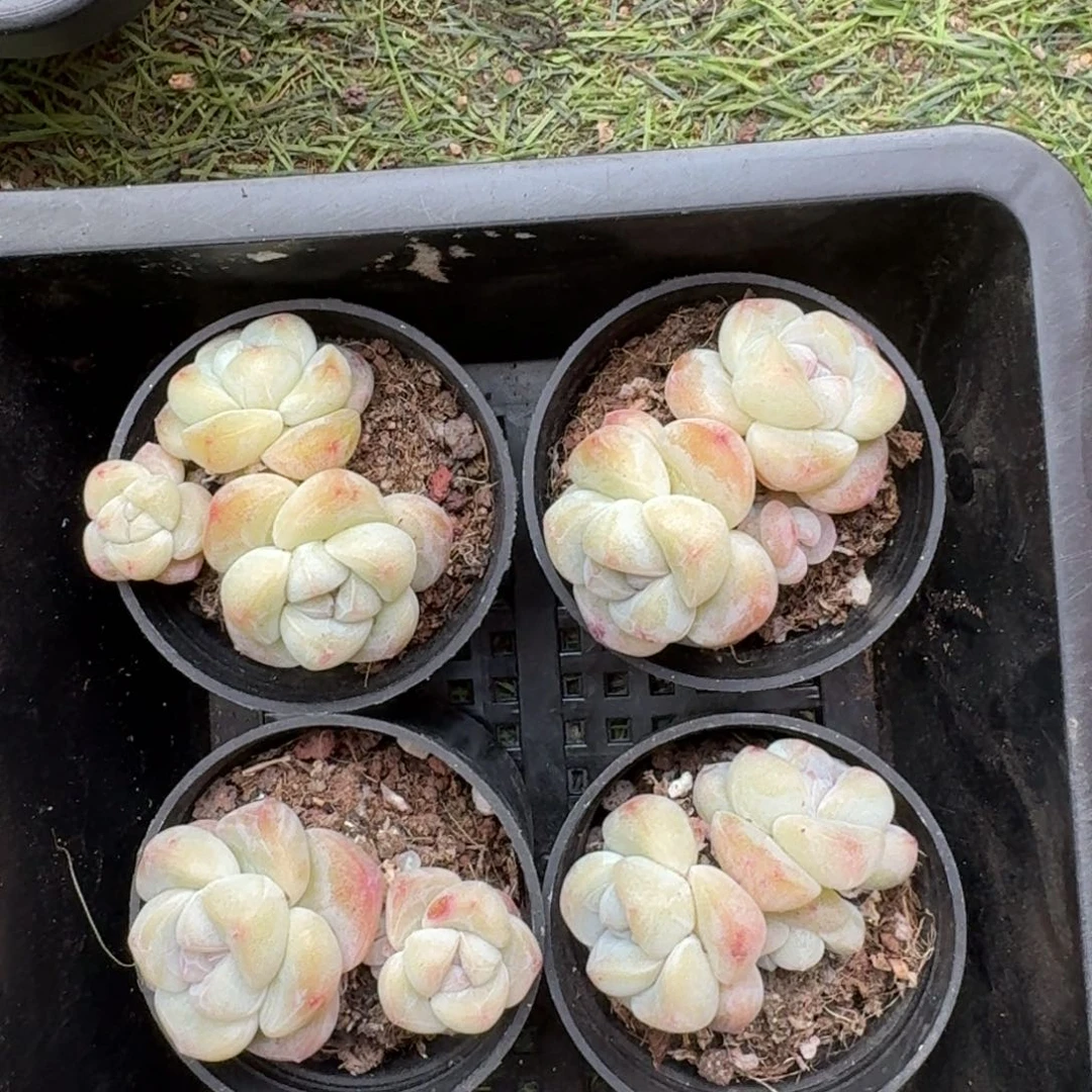 ?***啊33 号到手1框，江北多肉