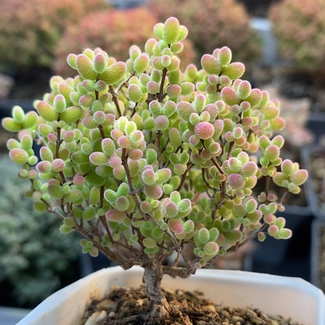 蜜橘糖球4858枝干番杏