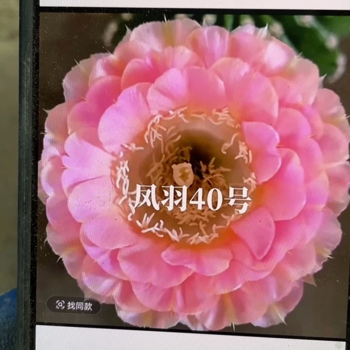 凤羽40侧芽歪5公分左右满18包邮