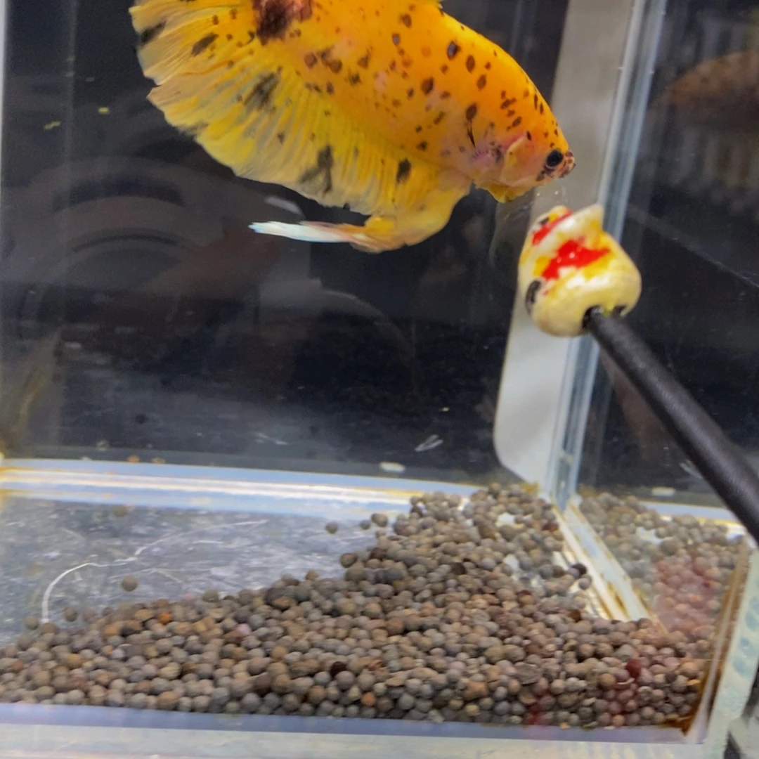 斗鱼259巨斗111111