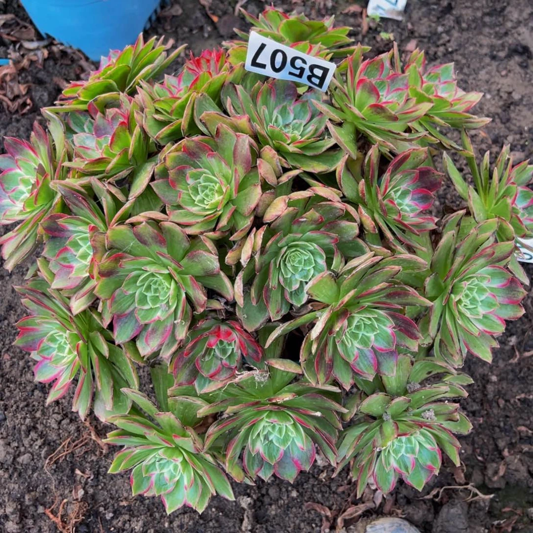 莲花法师26//////16包邮