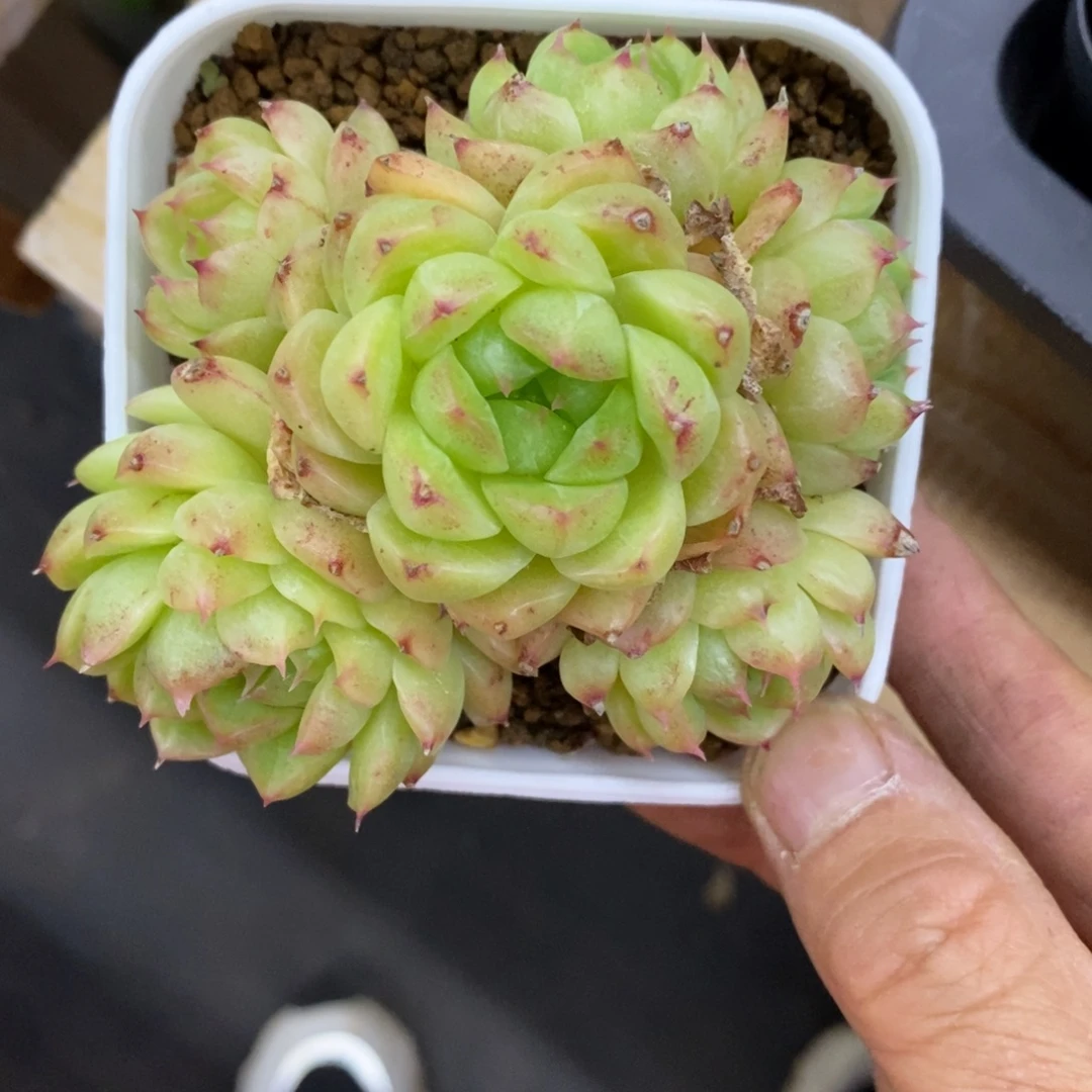 精品多肉一物一拍不包整7