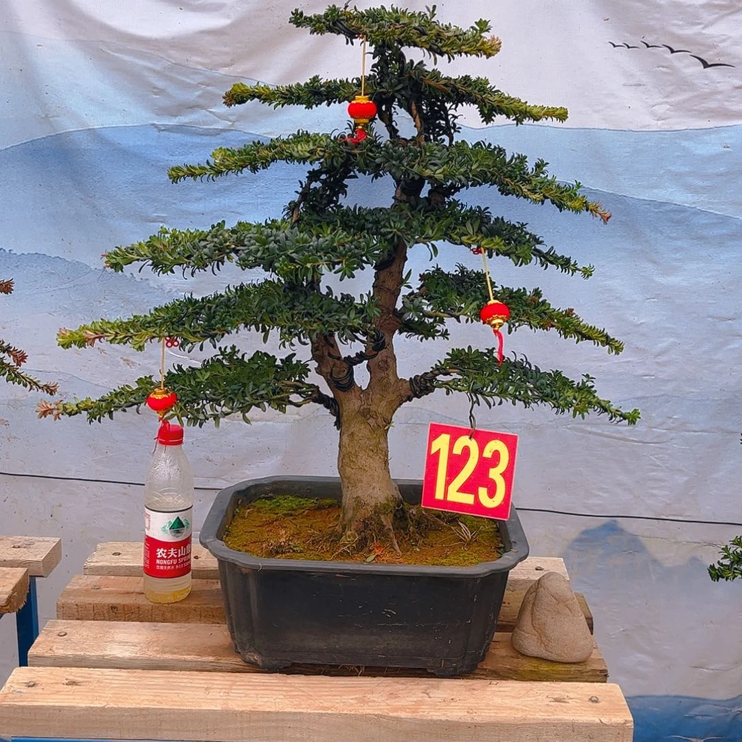 人***。无花朵老桩老盆罗汉松