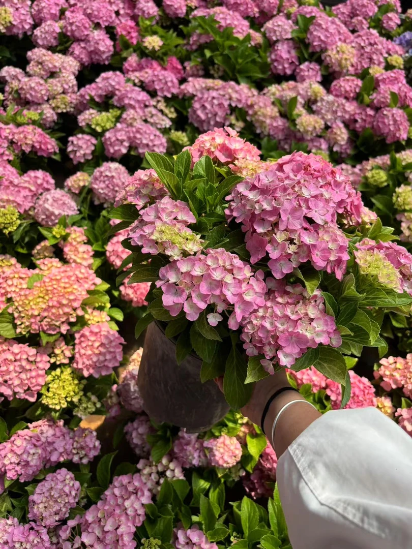 【2加仑无尽夏】花头多粉色大花多季节新老枝室内室外庭院耐寒耐热