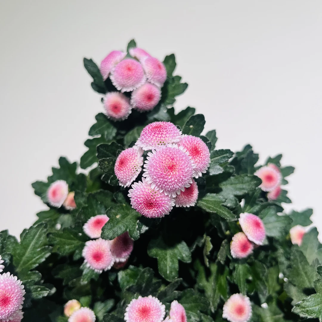 珠玉之卵 丰花小菊 喜阳喜水耐寒-10度 简单阳台露天小院院子均可