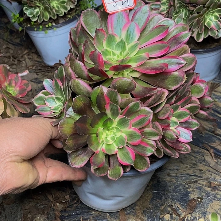 孔雀翎老桩捧花821号