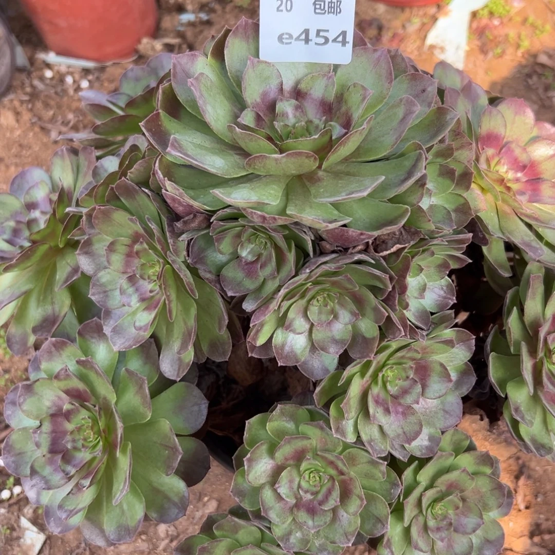 454黑魔，多肉法师