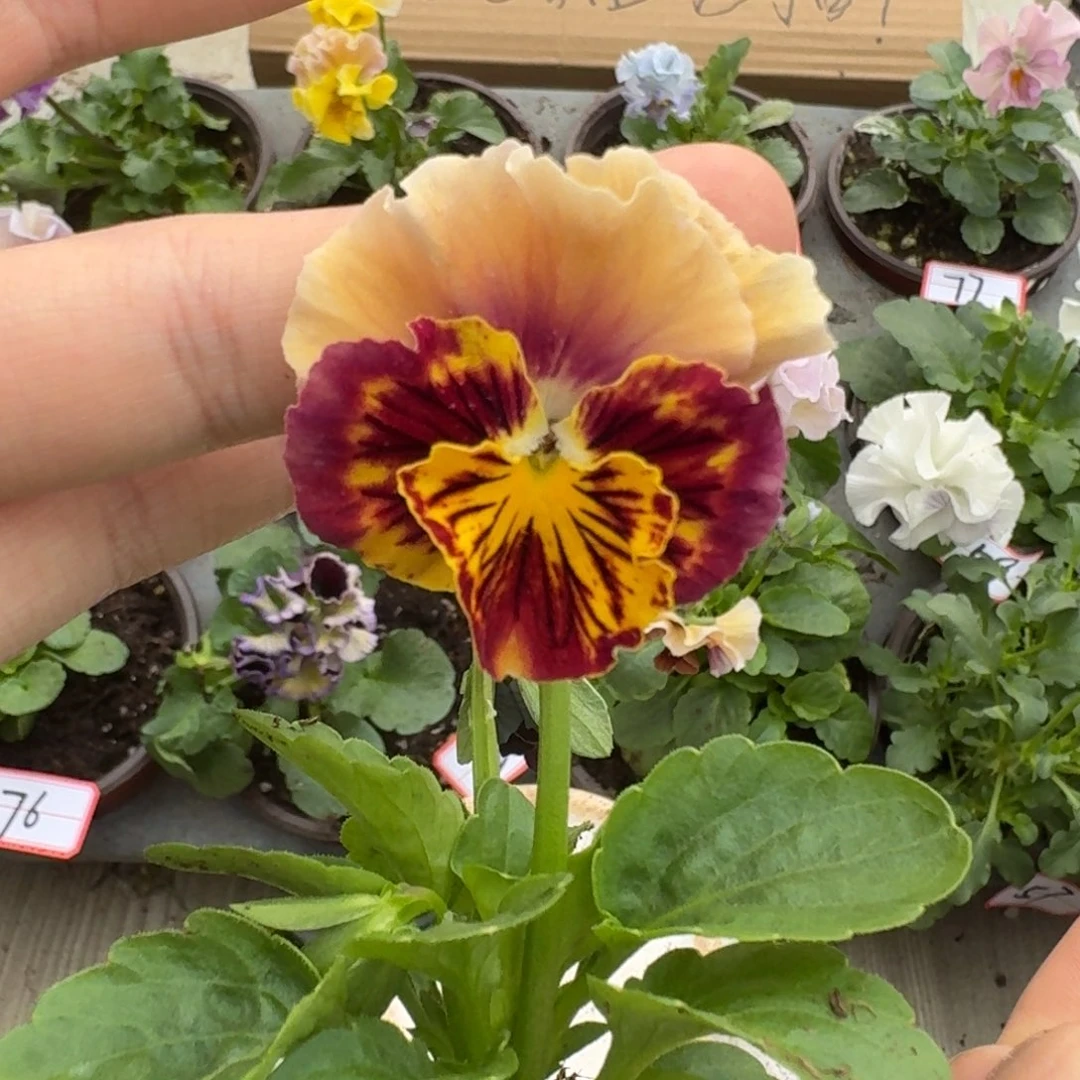 大部分花苞少量开放83