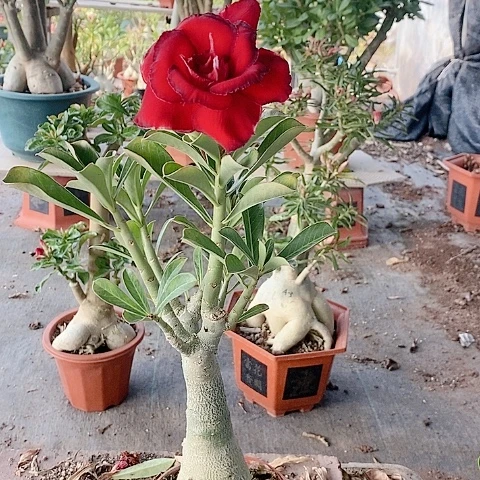 【闪购商品】无花朵?***业